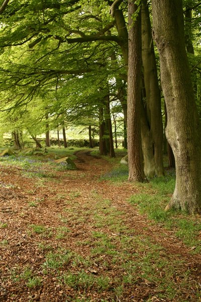 File:Path, below Needham's Crag - geograph.org.uk - 440236.jpg