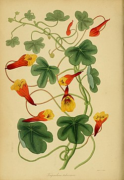 Paxton's Magazine of Botany and Register of Flowering Plants (1838) (14764864095).jpg