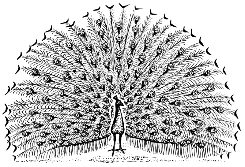 File:Peacock (PSF).png