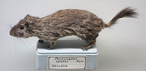 Descrierea imaginii Pectinator spekei - Museo Civico di Storia Naturale Giacomo Doria - Genova, Italia - DSC02829.JPG.