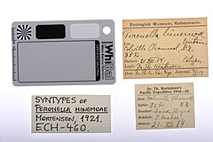 File:Peronella hinemoae - ECH-000460 label.jpg (Category:Echinodermata in the Natural History Museum of Denmark)
