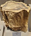 Petrified wood, Tellus Science Museum 3.jpg