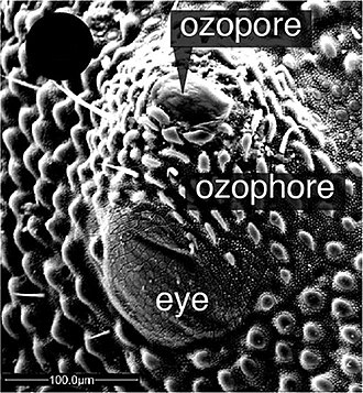 Ozopore on an elevated ozophore above the eye of Pettalus (Cyphophthalmi) Pettalus ozophore and eye.jpg