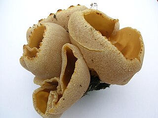 <i>Peziza cerea</i> Species of fungus