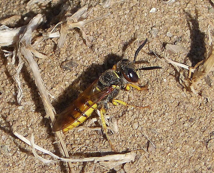 File:Philanthus species (32058858174).jpg