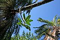 Young Ficus macrophylla fig on a Phoenix reclinata palm, Auckland, New Zealand