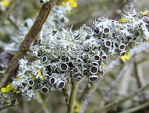 Görüntünün açıklaması Physcia leptalea 1.jpg.