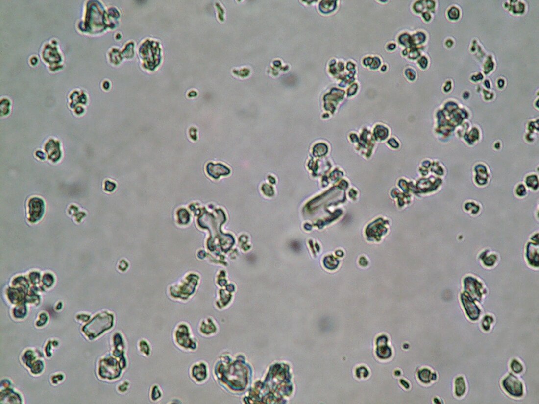 File:Phytolithes-en-alteres.JPG