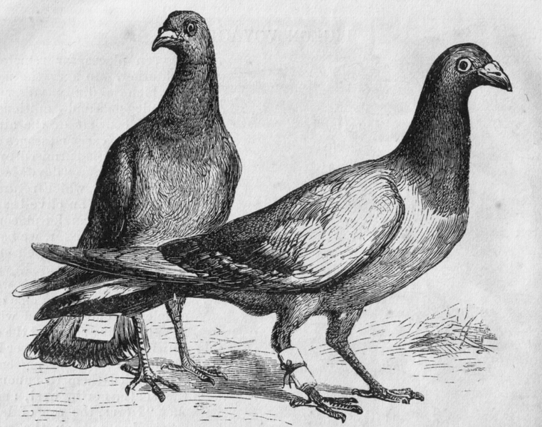 File:Pigeon Messengers (Harper's Engraving).png