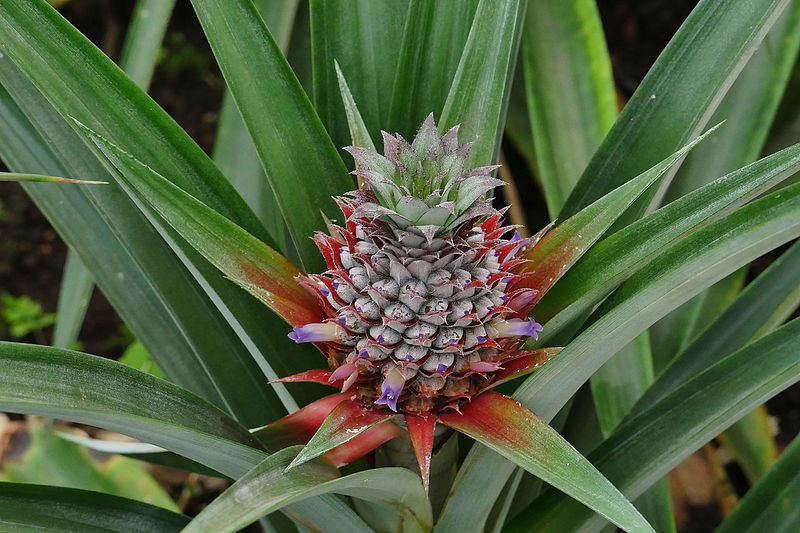 File:Pineapple blossom 2.JPG