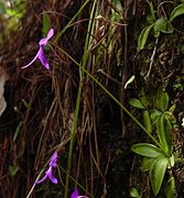Pinguicula orchidioides