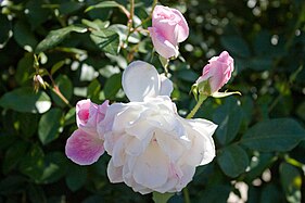 'Pink Iceberg', Weatherly 1995