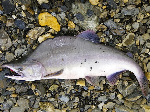 Image: Pink Salmon (3)editresize (16273595915)