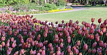 Pink Tulips at Garvan Woodland Gardens. The tulips are very abundant every spring. Pink Tulips at Garvan Woodland Gardens.jpg