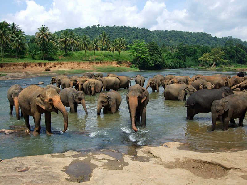 File:Pinnawala elephant orphanage.jpg