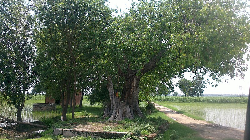 File:Pipli, rolu majra - panoramio.jpg