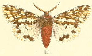 Pl.2-13-Alphaea florescens (Moore, 1879 (Nayaca).JPG