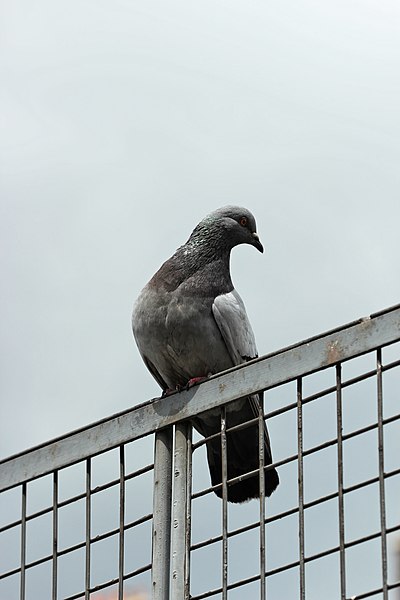 File:Place T10 (Paris), pigeon 02.jpg