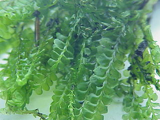 <i>Plagiochila</i> Genus of liverworts
