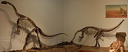 Skelet fra en Plateosaurus engelhardti fra Trossingenformationen fra det sydlige Tyskland på Institut for Geovidenskab Tübingen.