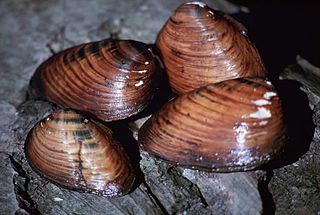 <i>Pleurobema clava</i> Species of bivalve