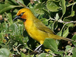 Spectacle weaver (Ploceus ocularis), male in KwaZulu-Natal