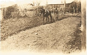 Ploughing with a mule, Saluda, South Carolina, 1947