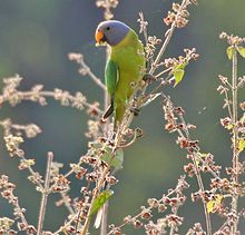 Female foraging Plum-headed Parakeet (Psittacula cyanocephala) in Kawal WS, AP W IMG 1590.jpg