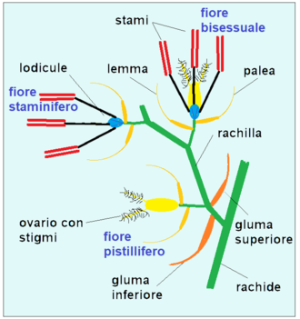 Spighetta generica con tre fiori diversi