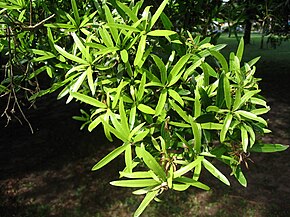 Descrição da imagem Podocarpus polystachys.JPG.