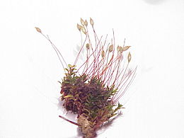 Alavijinis zuikrugis (Pogonatum aloides)