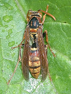 <i>Polistes japonicus</i> Species of wasp
