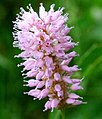 Polygonum bistorta ENBLA02.JPG