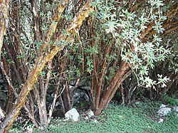 Polylepis racemosa trees. 
 JPG