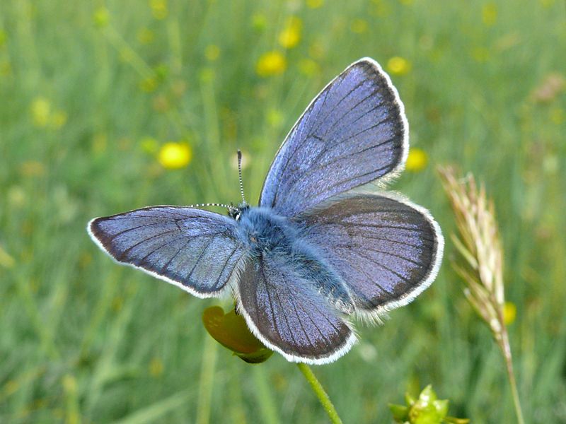 File:Polyommatus semiargus 03 - male (HS).jpg