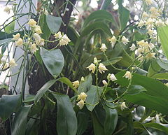 Polystachya laxiflora 01.jpg