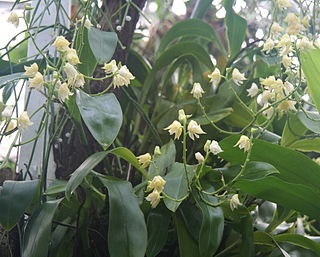 <i>Polystachya</i> Genus of orchids