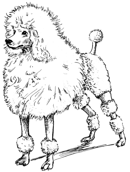 File:Poodle (PSF).png