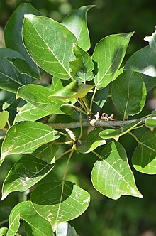 Populus laurifolia.jpg