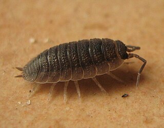 <span class="mw-page-title-main">Porcellionidae</span> Family of woodlice