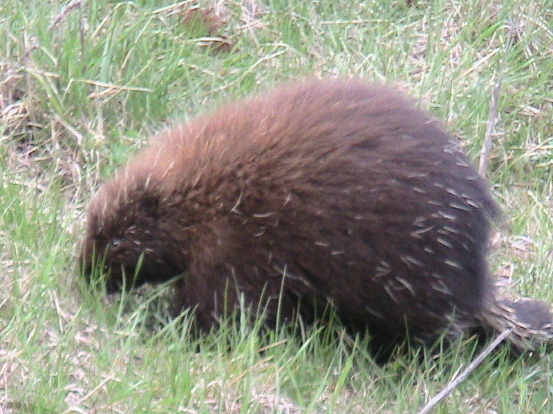 File:Porcupine ME.jpg