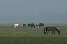 Horses in the mist on Port Meadow Port Meadow horses in mist.jpg