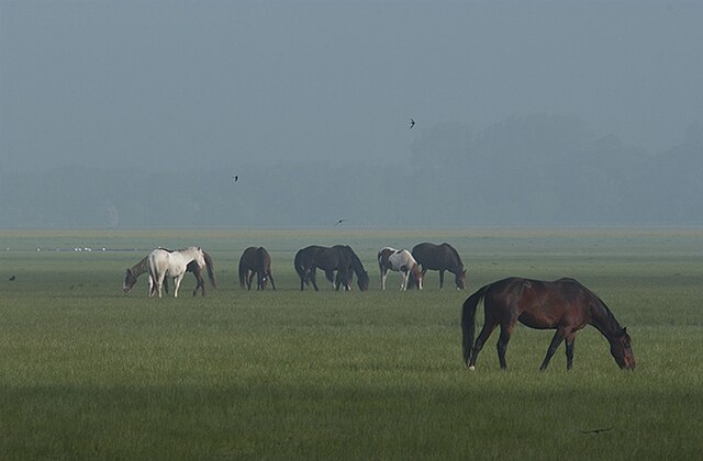 Horses in the mist on Port Meadow