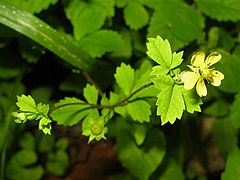 花は黄色で5弁花。花弁は広倒卵形から倒卵形で、先端はくぼむ。