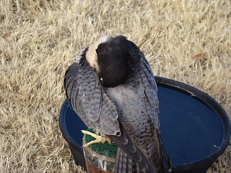 File:Preening.jpg