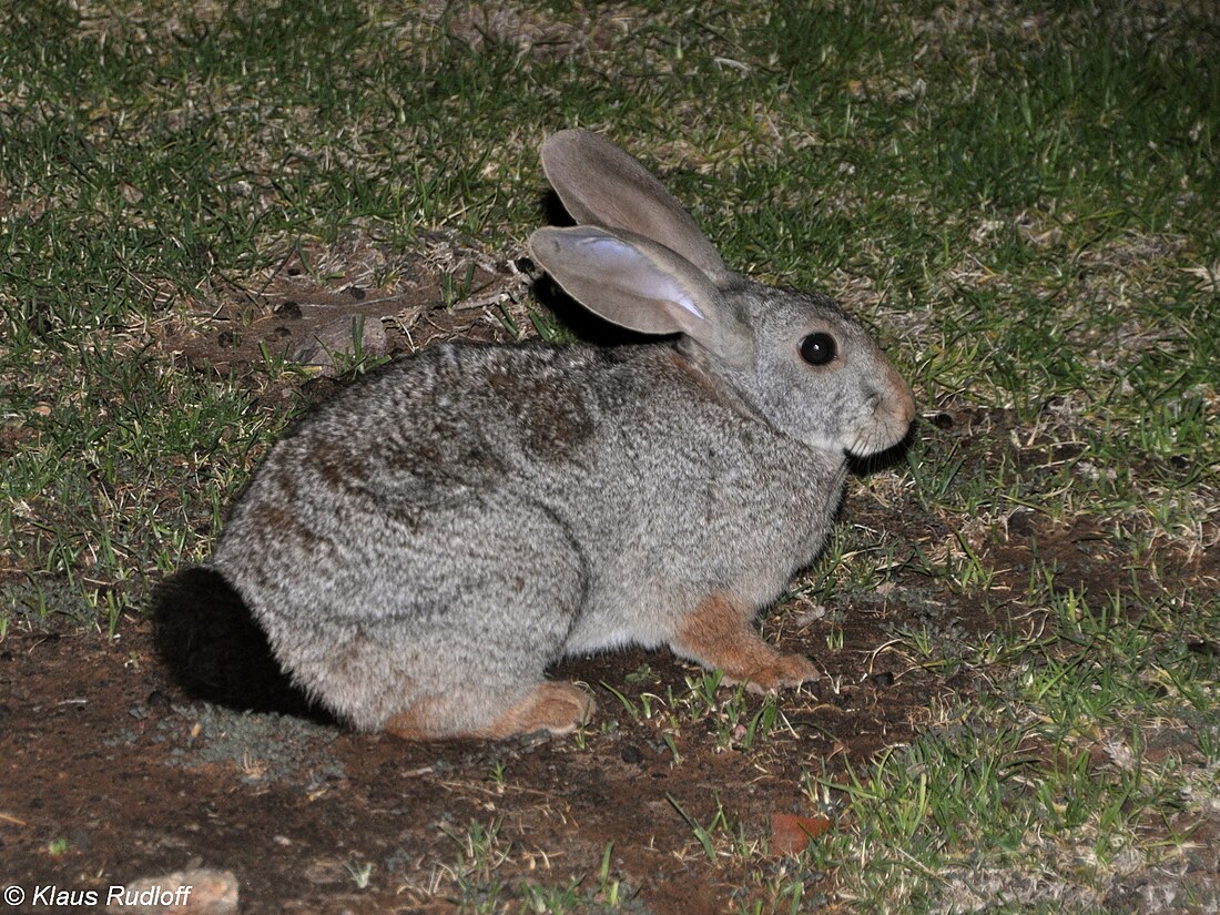 Pronolagus randensis