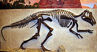 Prosaurolophus panel mount.jpg