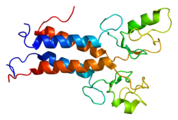 Protéine BRCA1 PDB 1jm7.png