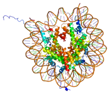 Protein HIST3H2BB PDB 1aoi.png