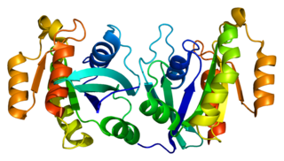 RAB11B protein-coding gene in the species Homo sapiens